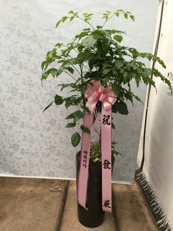 *  ȭ 캸