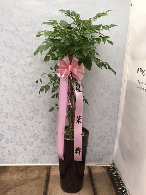 *  ȭ 캸