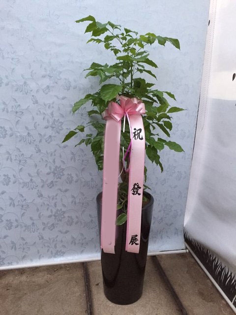 *  ȭ 캸