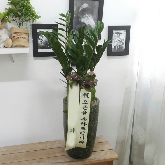 이*준 고객님 관엽화분 금전수