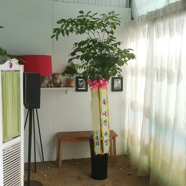 이* 고객님 관엽화분 해피트리