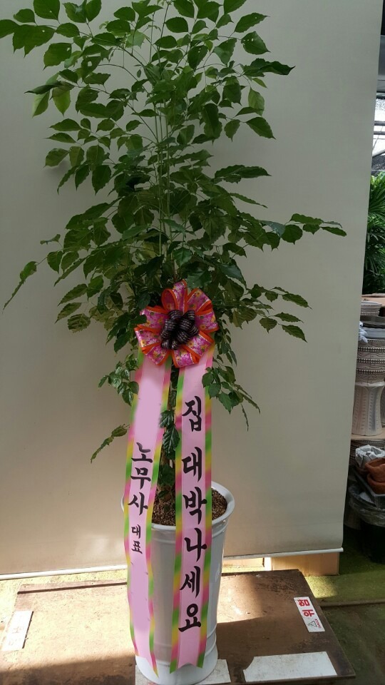 *  ȭ 캸