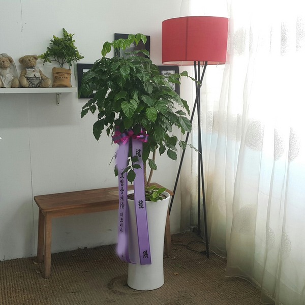 *  ȭ 캸
