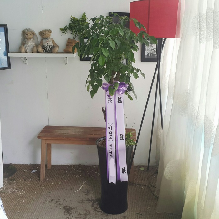 *  ȭ 캸